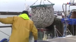 Բրէքզիթի արդյունքում դժգոհ են բրիտանացի ձկնորսները