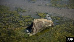 FILE - This photograph taken on August 28, 2022, shows a dead dolphin at the Limans Tuzly Lagoons National Nature Park, near the village of Prymorske, amid the Russian invasion of Ukraine.