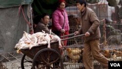 China sacrifica aves y cierra mercados como medida de precaución para evitar una propagación de la nueva cepa mortal.