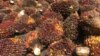 Too Late to Plant Green Seed Among World's Forgotten Palm Oil Farmers?