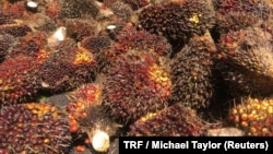Palm oil fruit bunches at a dealer collection centre near Johor, Malaysia, March 22, 2018. 