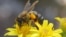 Insects help pollinate 75 percent of crop species and over 90 percent of wild flowering plants. (Creative Commons)