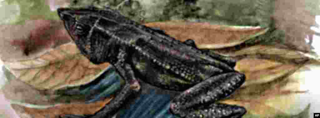 The Mesopotamia Beaked toad, with its distinctive, pyramid-shaped head, was last seen in Columbia in 1915. (Paula Andrea Romero)