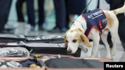 Ceco, anjing pelacak kutu busuk pertama di Korea Selatan, mengendus sebuah koper untuk mendeteksi kutu busuk di Bandara Internasional Incheon di Incheon, Korea Selatan.