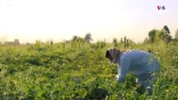 Կորոնավիրուսի տարածումը կանխելու նպատակով Իրաքը փակել է իր սահմանները հարևան երկրների հետ