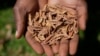 A lab technician holds indigenous seeds at the Genetic Resources Research Institute seed bank in Kiambu, Kenya, Nov. 14, 2024.