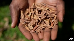 A lab technician holds indigenous seeds at the Genetic Resources Research Institute seed bank in Kiambu, Kenya, Nov. 14, 2024.