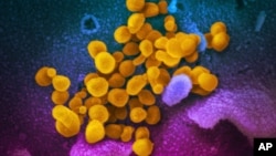 This image made by the U.S. National Institutes of Health in February 2020 shows the Novel Coronavirus SARS-CoV-2, yellow, emerging from the surface of cells, blue/pink, cultured in the lab. Also known as 2019-nCoV, the virus causes COVID-19. 