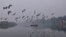 Migratory birds fly over a boat on the Yamuna River amidst heavy smog conditions in New Delhi, India.