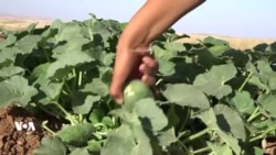Li Kobanîyê Nebûn û Bihabûna Sotemenîyê Rewşa Cotkaran Aloztir Dike