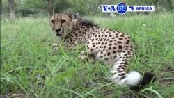 Manchetes Afrcianas 30 Março 2018: Sabado é segunda volta presidencial na Serra Leoa