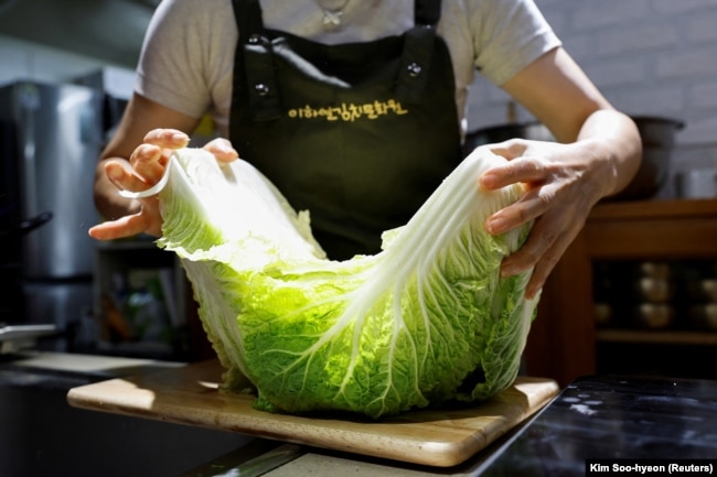 The apprentice of the recognized kimchi grand master, Lee Ha-yeon, prepares a kimchi cabbage in Namyangju, South Korea, August 21, 2024. (REUTERS/Kim Soo-hyeon)