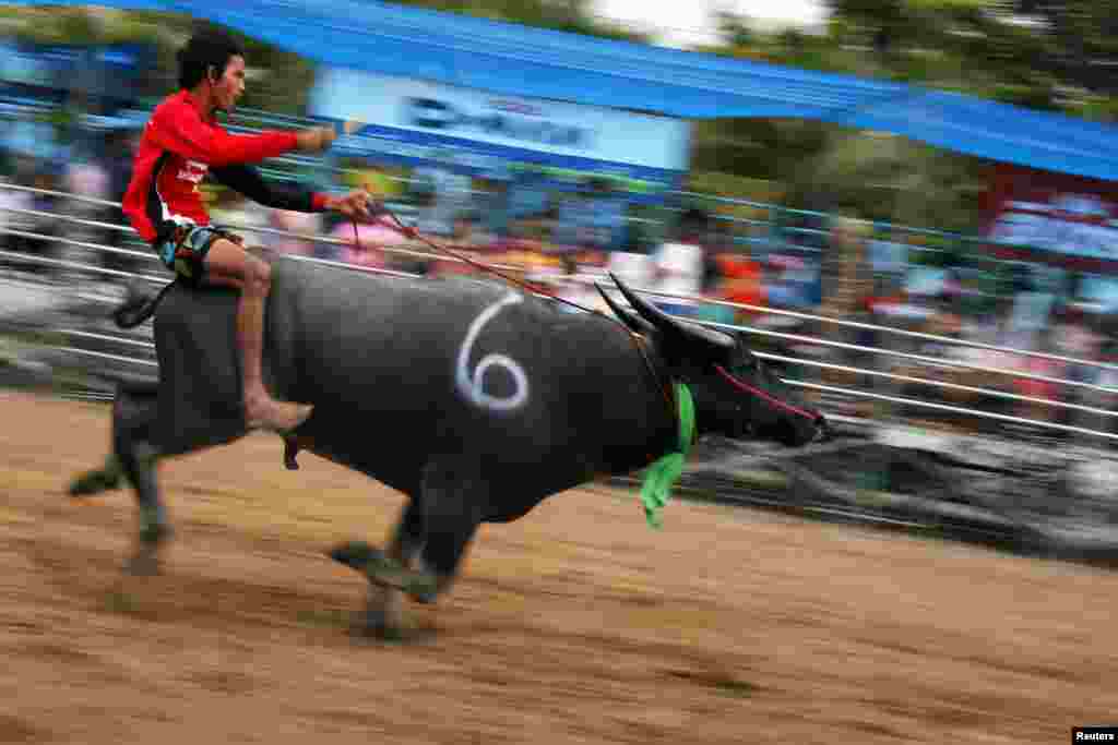 A jockey competes in Chonburi's annual buffalo race festival, east of Bangkok, Thailand.