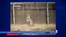 دوباره خطر انقراض یوزپلنگ‌های آسیایی در ایران؛ اینبار کاهش بودجه محیط زیست