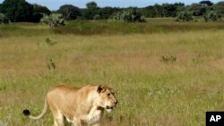 A South African lioness walks through the Phinda Private Game Reserve, near Hluhluwe, South Africa. File Photo. 