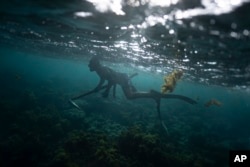 Naiki Vaast spearfishes along the coral reef in Vairao, Tahiti, French Polynesia, Wednesday, Jan. 17, 2024. (AP Photo/Daniel Cole)