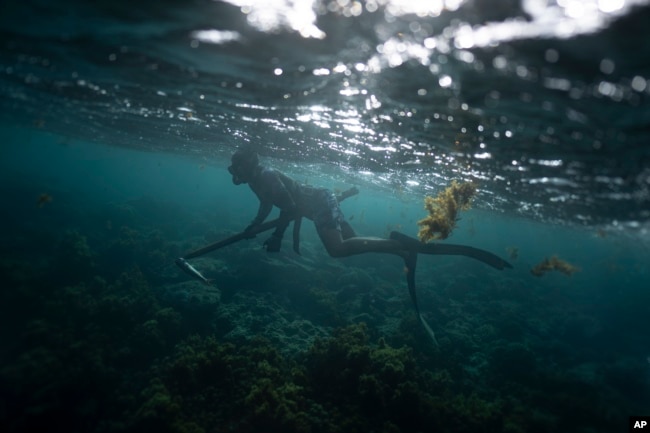 Naiki Vaast spearfishes along the coral reef in Vairao, Tahiti, French Polynesia, Wednesday, Jan. 17, 2024. (AP Photo/Daniel Cole)