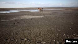 A horse walks at Tisma lagoon, Nicaragua, Feb. 29, 2016. The U.N. Food and Agriculture Organization says a new weather monitoring system to better forecast drought in Central America could help the region's governments and farmers avoid major crop losses.