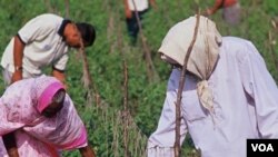 El uso de irrigación por goteo permite a capesinos en la India incrementar sus cosechas y a su vez sus entradas económicas.