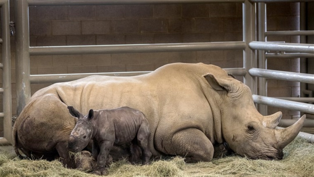 Rhinoceros Conceived Artificially Born at California Zoo
