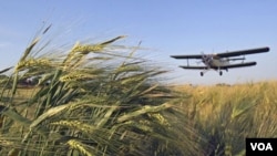 Petani Rusia menggunakan pesawat untuk menyebarkan zat kimia pembunuh serangga di ladang gandum di Mozdok, Ossetia utara (8/6).