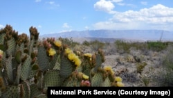 Une plante de cactus dans le desert de Chihuahuan 