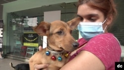 People passing by can hold, pet as well as play with the dogs to see if they feel a connection and consider adopting one. (Dave Grunebaum/VOA)