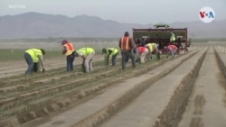 Campesinos tienen mayor riesgo de COVID-19 durante verano de crisis en California