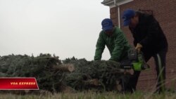 Những cây thông Noel vì người nghèo tại Việt Nam