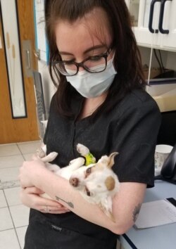 An employee comforts a dog at Belle Haven Animal Medical Centre in Alexandria, Virginia. (Courtesy - R. Gonzales/Belle Haven Animal Medical Centre)