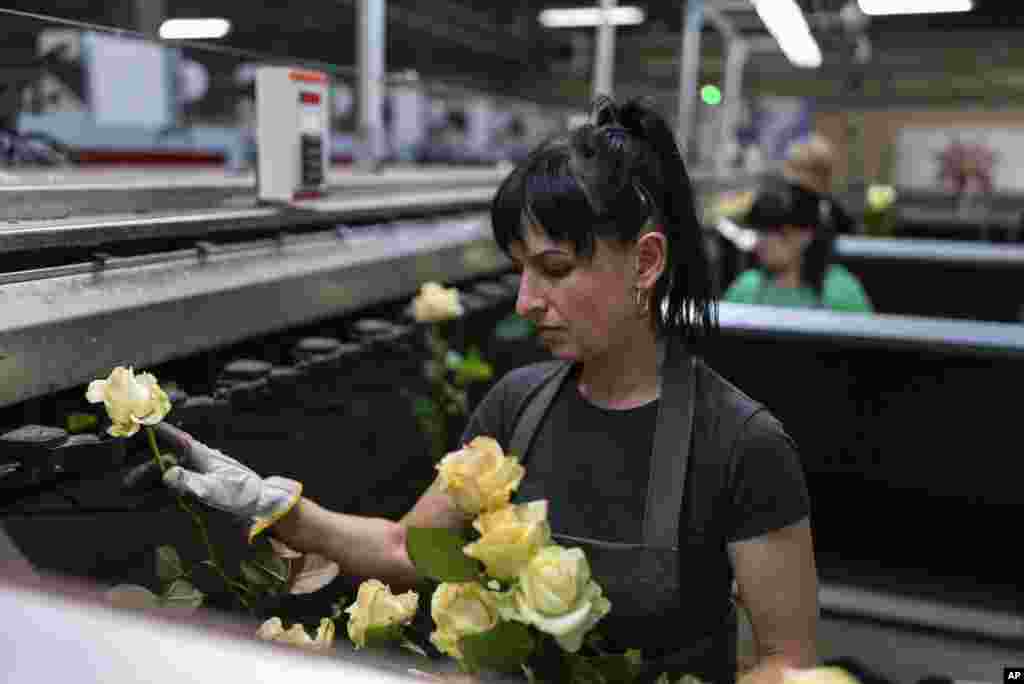 Un trabajador clasifica rosas en la fábrica Ascania-Flora, en la región de Kiev, Ucrania, el sábado 8 de marzo de 2025. (Foto AP/Alex Babenko)