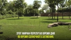Солнечное затмение и жираф