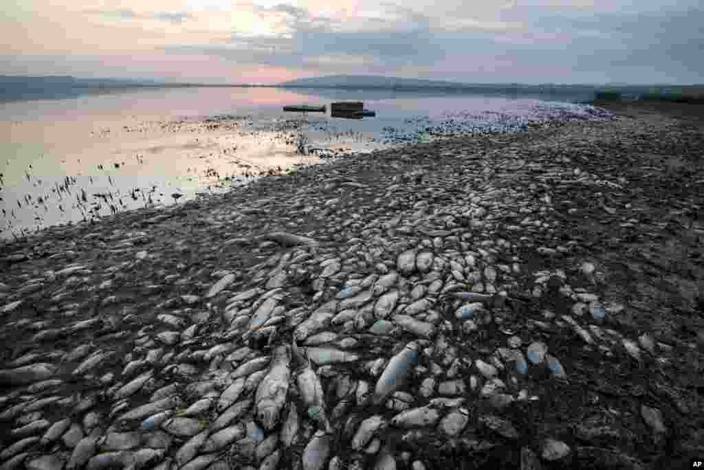 Dead fish lie on the shores of Koroneia Lake in northern Greece. Tens of thousands of dead fish are washing up as the water level has plummeted to less than a meter deep (three feet) and the lack of oxygen in the water is leading to mass mortality.