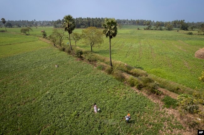 Bhaskar Rao, right, a farm worker, sprays natural pesticide as Meerabi Chunduru, left, an avid practitioner and advocate of natural farming techniques, works at her farm in Aremanda village in southern India's Andhra Pradesh state, Sunday, Feb. 11, 2024. (AP Photo/Altaf Qadri)