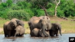 FILE - In this March 3, 2013 file photo, elephants drink from the Chobe National Park in Botswana. The sudden deaths of some 330 elephants earlier this year may have occurred because they drank water contaminated by toxic blue-green algae. (AP Photo/Charmaine Noronha, File)