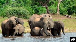 Kawanan gajah tampak minum air di taman nasional Chobe, Botswana (foto: ilustrasi).