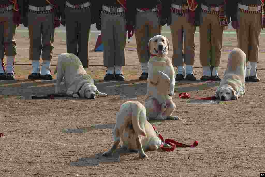 Indian Railway Protection Force (RPF) dog squad displays skills during Republic Day celebrations in Hyderabad.