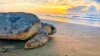 US Agency Plans Deeper Study of Sea Turtles, Dredging Threat