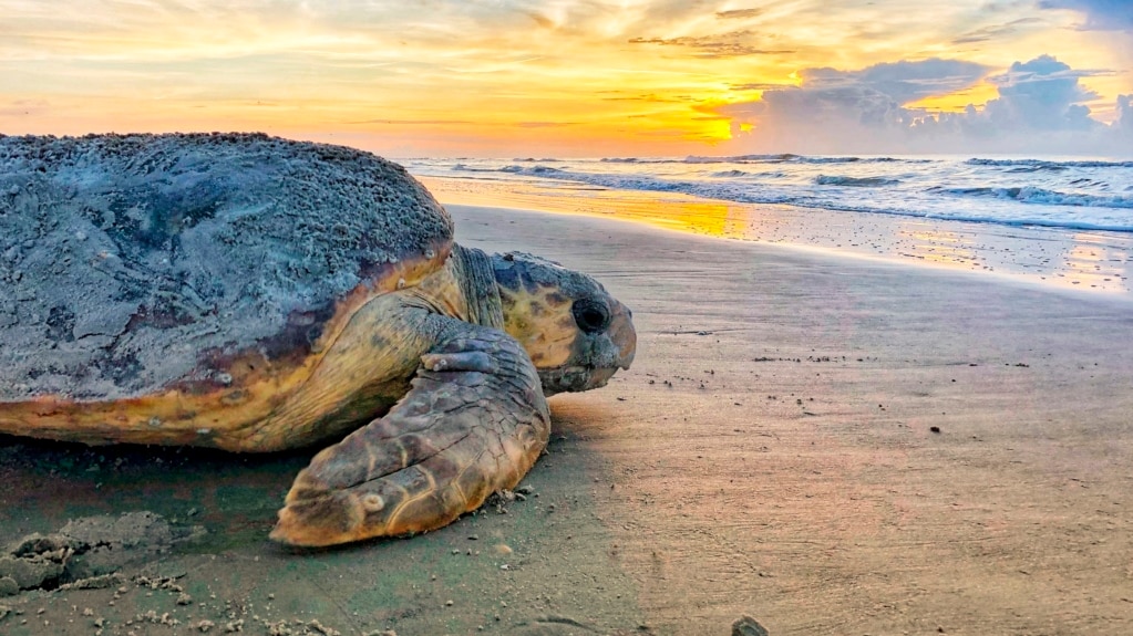 US Agency Plans Deeper Study of Sea Turtles, Dredging Threat