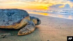 FILE - In this June 30, 2019, photo provided by the Georgia Department of Natural Resources, a loggerhead sea turtle returns to the ocean after nesting on Ossabaw Island, Ga. (Georgia Department of Natural Resources via AP, File)