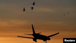 Burung-burung melintas sebuah pesawat yang sedang mendarat di Bandara Heathrow di London, Inggris, 30 Oktober 2018.