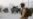 US Condemns Taliban Attack on Afghan Parliament