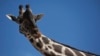 Activists Want Giraffe to be Moved from Small Mexico Zoo 