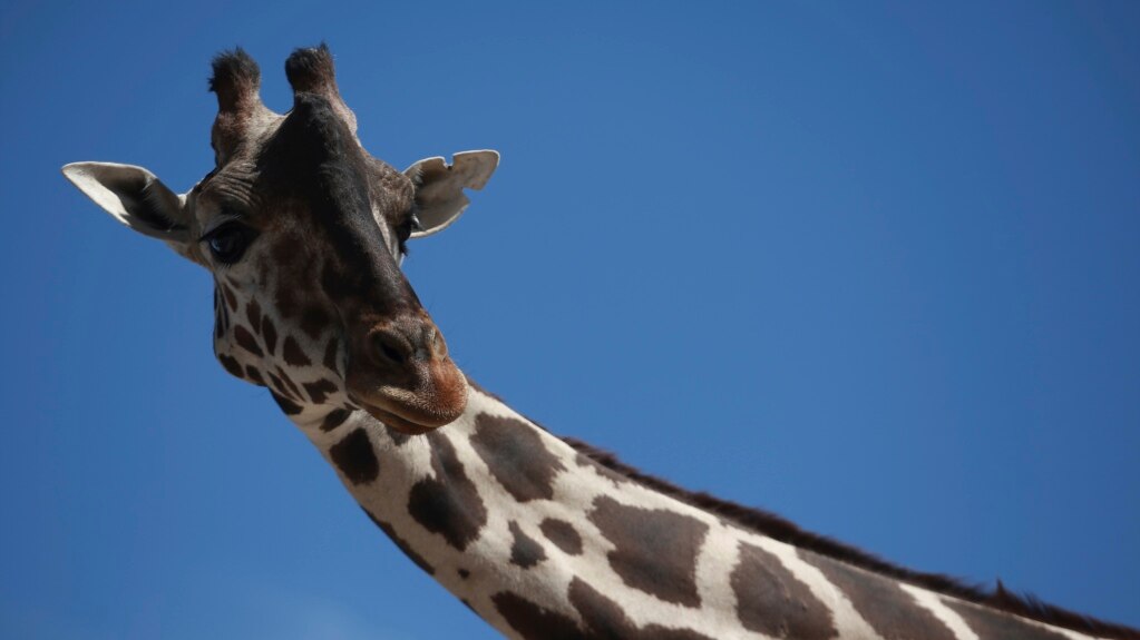 Activists Want Giraffe to be Moved from Small Mexico Zoo