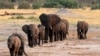 FILE - A herd of elephants walk past a watering hole in Hwange National Park, Zimbabwe, Oct. 14, 2014. 
