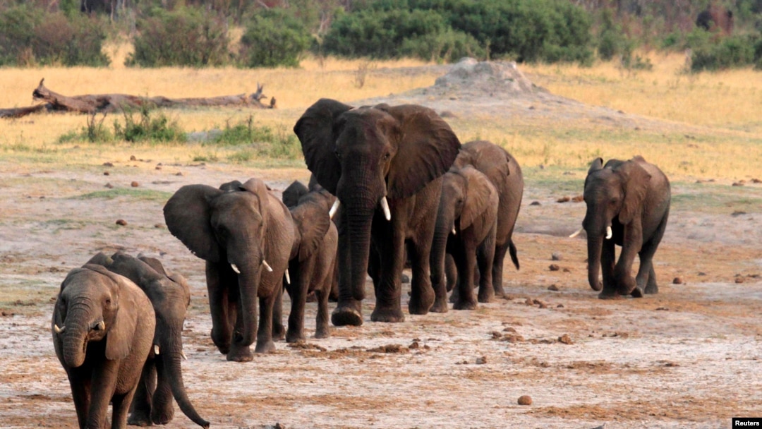 FILE - A herd of elephants walk past a watering hole in Hwange National Park, Zimbabwe, Oct. 14, 2014. 
