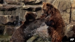 แฟ้ม - หมีเล่นกันที่สวนสัตว์ Oakland Zoo ในแคลิฟอร์เนีย เมื่อ 17 ม.ค. 2019 (AP Photo/Ben Margot, File)