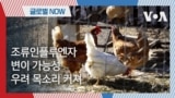 [글로벌 나우] 조류인플루엔자 변이 가능성, 우려 목소리 커져