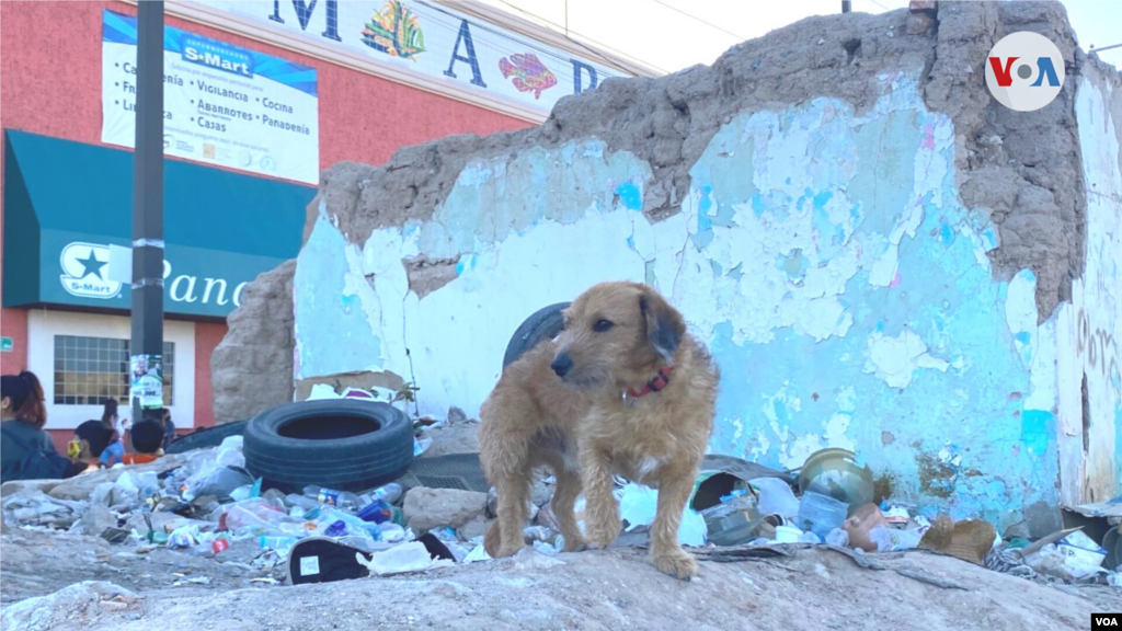 Un perro espera a su due&#241;o en este lote con basura en el centro de Ciudad Ju&#225;rez.