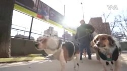 Harlem Groomer Wolf -- USAGM